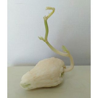 ハヤトウリ 種子(野菜)