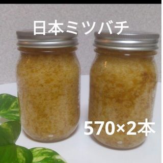 日本ミツバチの蜂蜜(570×2本)(その他)