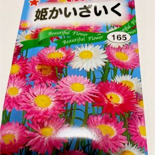 姫貝細工　種子　花の種(その他)