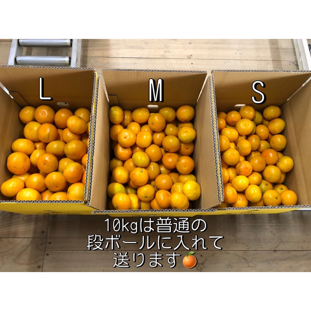 10kg M 和歌山みかん　有田みかん　丹生系みかん　二級品　B級品　10キロ 食品/飲料/酒の食品(フルーツ)の商品写真