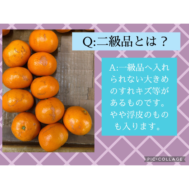 10kg M 和歌山みかん　有田みかん　丹生系みかん　二級品　B級品　10キロ 食品/飲料/酒の食品(フルーツ)の商品写真