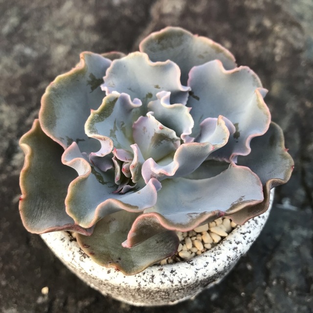 適当な価格 多肉植物2ラプンツェル エケベリア 韓国苗の通販 by 多肉植物 その他多肉植物
