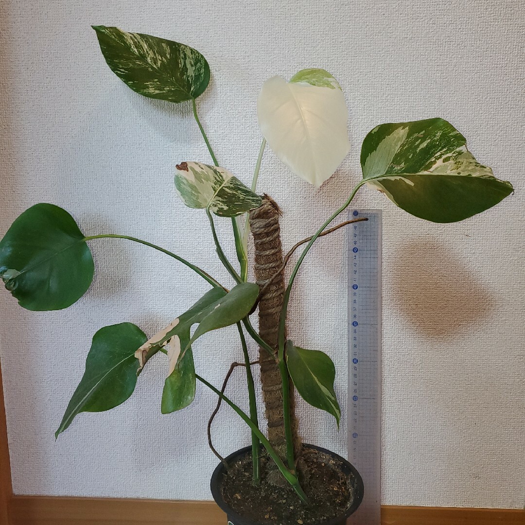 通販販売が好調 モンステラ斑入り①②③ 植物/観葉植物