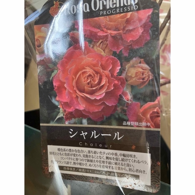 強健薔薇苗 シャルール正規品 接木苗 薔薇 薔薇-