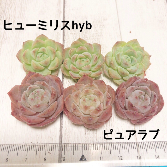 ヒューミリスhyb 3苗＋ピュアラブ3苗多肉植物　小苗　ラクマパック便発送　匿名 ハンドメイドのフラワー/ガーデン(その他)の商品写真