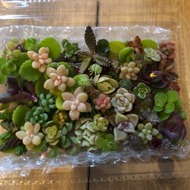 【多肉植物】ちまちま寄せ苗セット　◎25種以上のカット苗 ハンドメイドのフラワー/ガーデン(その他)の商品写真