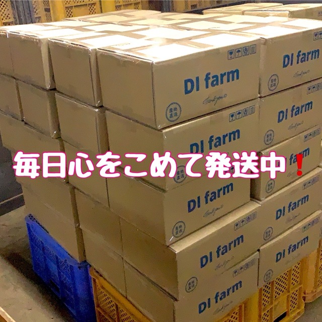 千葉県産さつまいも　熟成紅はるか　5kg×2箱 新年限定価格❗️ 食品/飲料/酒の食品(野菜)の商品写真