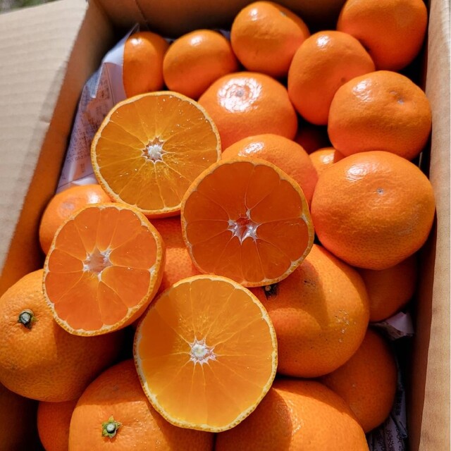 愛媛県産  極早生みかん 小玉 4.5K以上5K未満  柑橘 みかん 果物