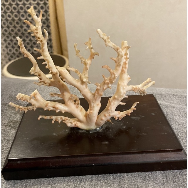 珊瑚原木 ピンク珊瑚 サンゴ置物 コーラル オブジェ インテリア - 彫刻 ...