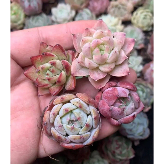 3. 韓国苗 多肉植物美苗 交配種 100苗セット 実生2-4CM 価格は安く www