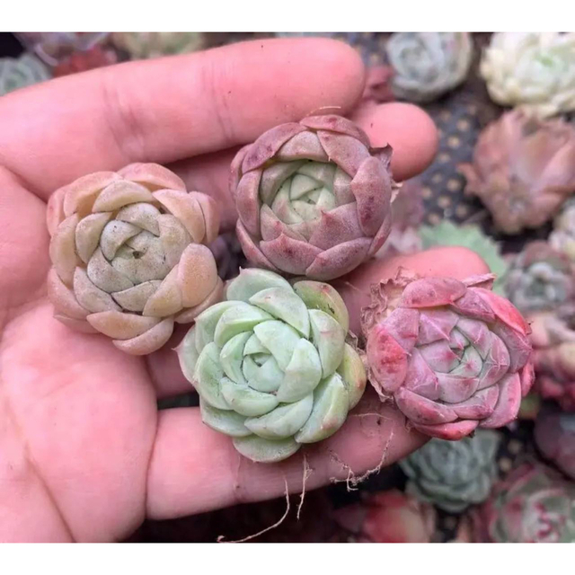 韓国苗 多肉植物美苗 交配種 50苗セット 実生の通販 by 多肉植物
