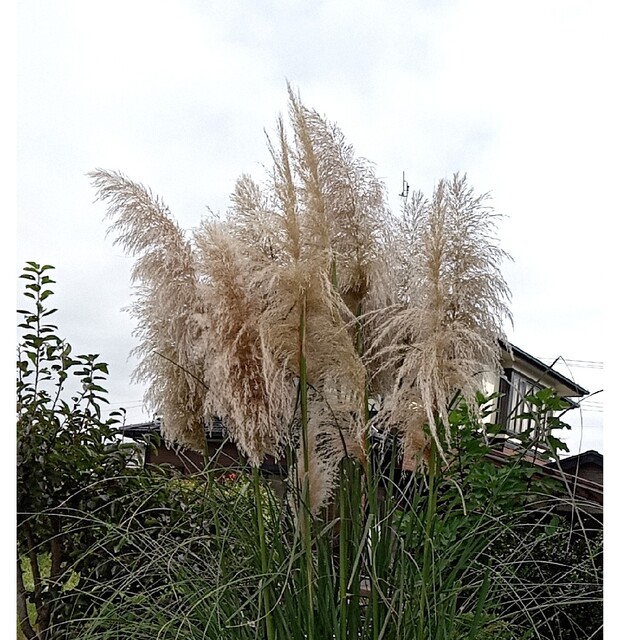 パンパスグラス 苗 大苗 大株 観葉植物 ガーデニング-