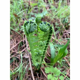 山菜 クサソテツ 子株が入って50株(野菜)