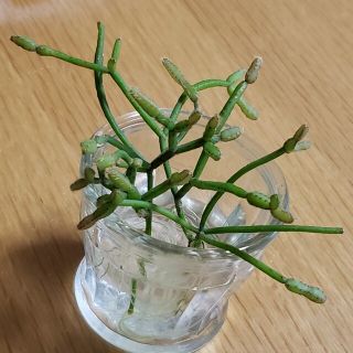 多肉植物  サボテン  リプサリス・パルチェリー(その他)