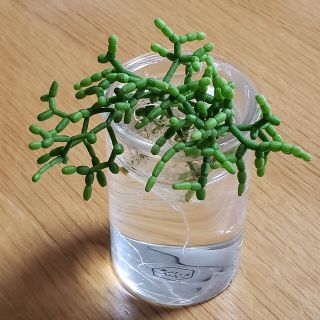多肉植物 サボテン リプサリス・青柳(その他)