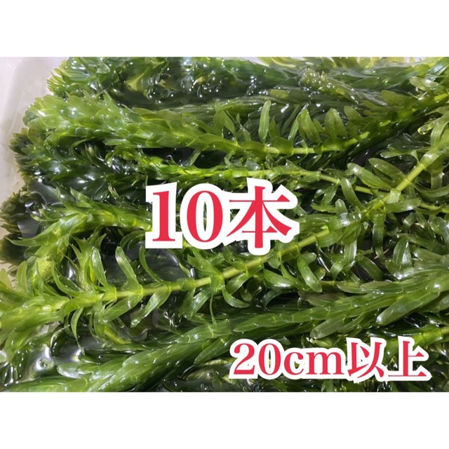 お買い得 アナカリス20cm以上10本 水草産卵床産卵用日陰作り隠れ家に 金魚草 その他のペット用品(アクアリウム)の商品写真