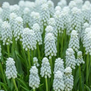 ホワイトマジック　ムスカリ球根　10球　観葉植物　ガーデニング(その他)