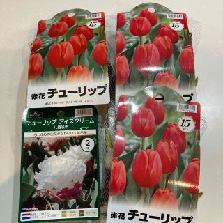 在庫終了‼️チューリップ47球根おまとめ‼️早い者勝ち‼️(その他)