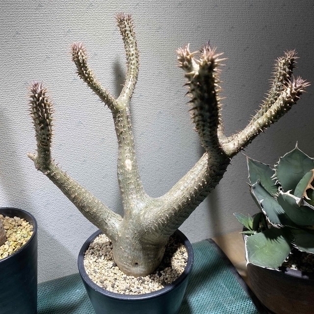 パキポディウム マカイエンセ 現地球5年株 塊根植物 最終価格