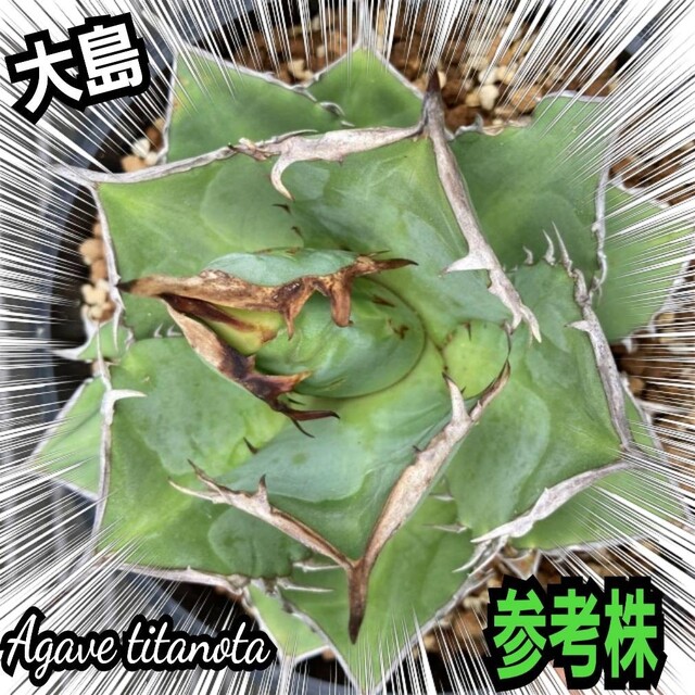 アガベ チタノタ 大島 優良血統子株厳選 白棘 強棘 鋭い白刺と鋭い葉型