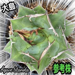 アガベ チタノタ ノーネーム 大株 白棘青葉