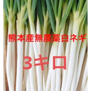 熊本産無農薬白ネギ3キロ(野菜)