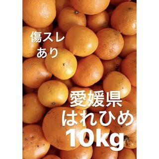 愛媛県産　はれひめ　柑橘　10kg(フルーツ)