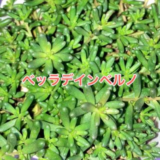 多肉植物  ＊ベッラデインベルノ＊  10カット(その他)