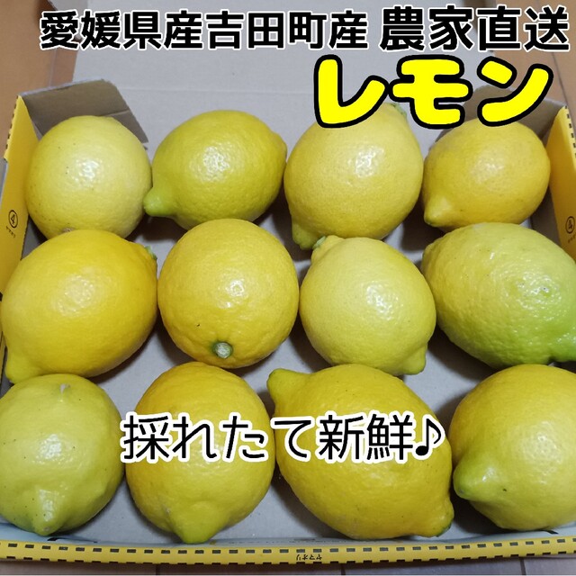 国産グリーンレモン小玉 2.5kg 通販