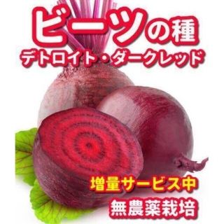 ビーツの種デトロイトダークレッド【200粒以上】★無農薬栽培の種・増量サービス中(野菜)