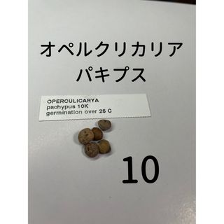 【10粒】オペルクリカリアパキプス 種 オペルクリカリア パキプス(その他)