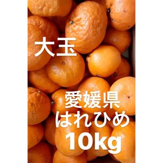 愛媛県産　はれひめ　柑橘　10kg(フルーツ)