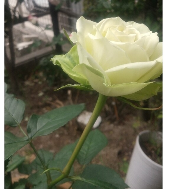 薔薇苗　ミントティー　② ハンドメイドのフラワー/ガーデン(プランター)の商品写真
