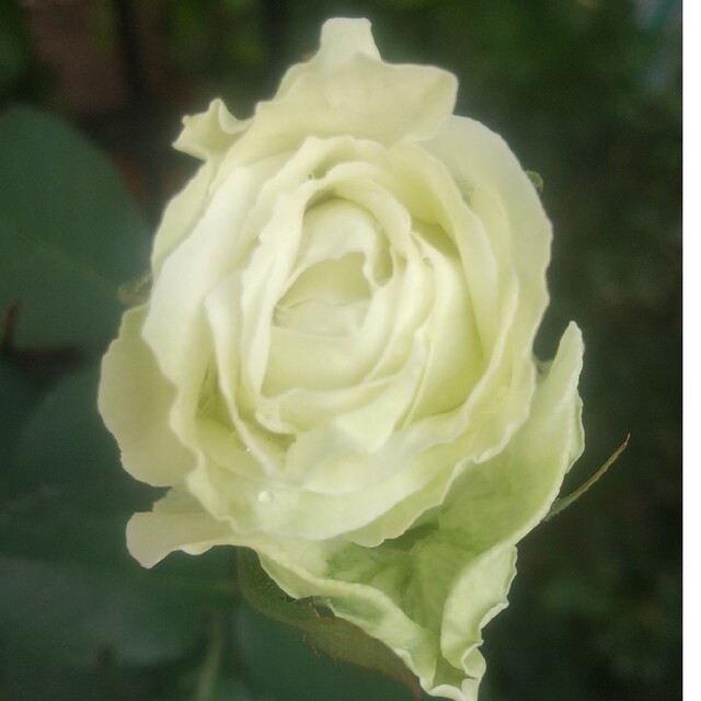 薔薇苗　ミントティー　② ハンドメイドのフラワー/ガーデン(プランター)の商品写真