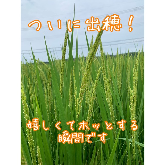 白米20kg天然有機物栽培 令和4年度産 新米ヒノヒカリ使用農薬は除草剤 ...