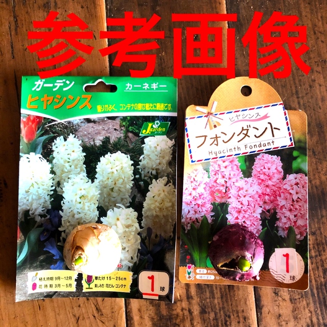 人気のセット】ヒヤシンス 芽出し球根　2球　2色　白　桜(薄ピンク)  Ｋセット ハンドメイドのフラワー/ガーデン(プランター)の商品写真