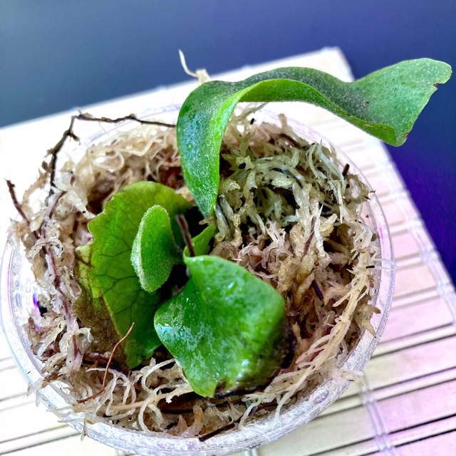 ホワイトホーク　幼苗　7.1cm    ビカクシダ　観葉植物 ハンドメイドのフラワー/ガーデン(その他)の商品写真