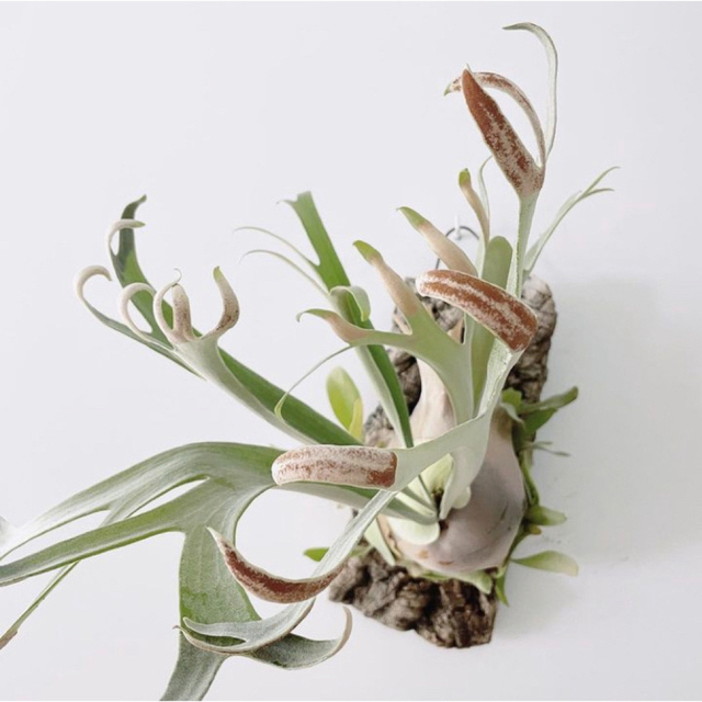 ホワイトホーク　幼苗　7.1cm    ビカクシダ　観葉植物 ハンドメイドのフラワー/ガーデン(その他)の商品写真