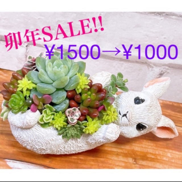 多肉植物　寄せ植え ハンドメイドのフラワー/ガーデン(その他)の商品写真