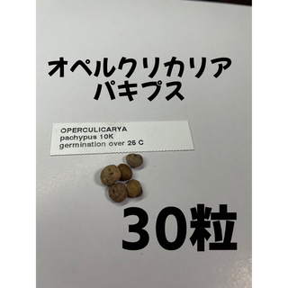 【30粒】オペルクリカリア パキプス 種 オペルクリカリアパキプス(その他)