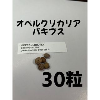 【30粒】オペルクリカリア パキプス 種 オペルクリカリアパキプス(その他)