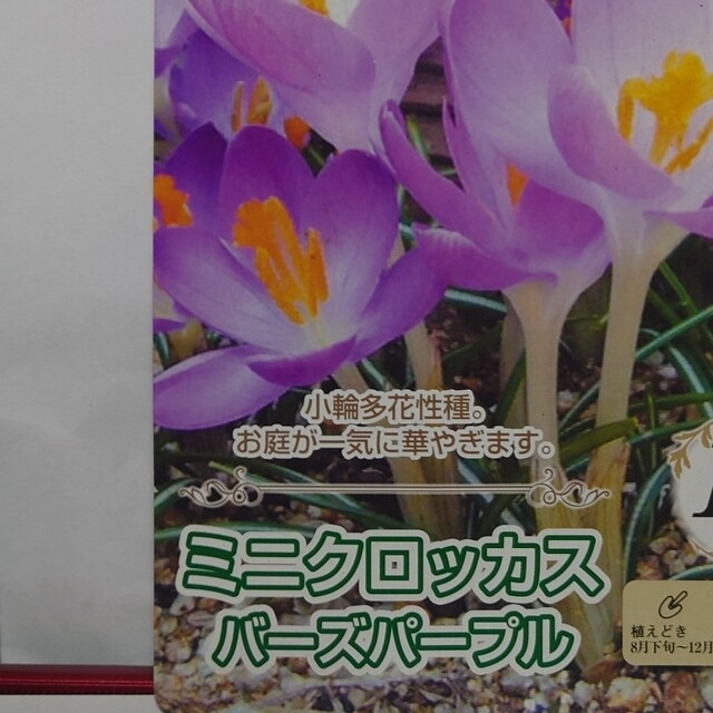 春咲き球根セット１５球✨白チューリップ、白ラナンキュラス、パープルミニクロッカス ハンドメイドのフラワー/ガーデン(その他)の商品写真