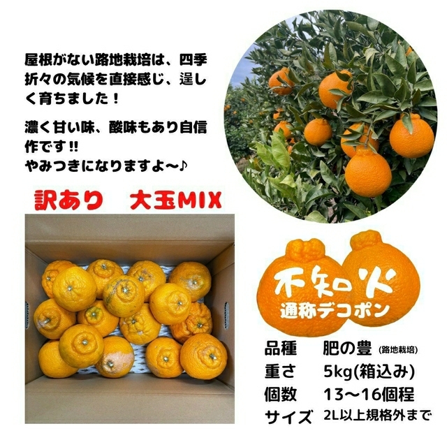 不知火 訳あり 大玉MIX5kg(デコポン) 食品/飲料/酒の食品(フルーツ)の商品写真