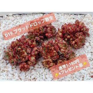 ブラッドドロップ　エケベリア　多肉植物　韓国苗(その他)