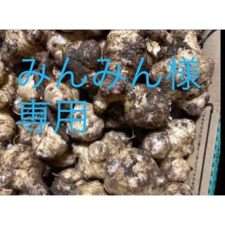 菊芋コンパクトボックス(野菜)