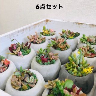 限定価格　オシャレセメント植木鉢6点セット　植物は付きません(プランター)