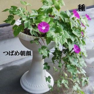 春まき花の種　アサガオの種「つばめ朝顔」25粒　垂れる朝顔　一年草(その他)