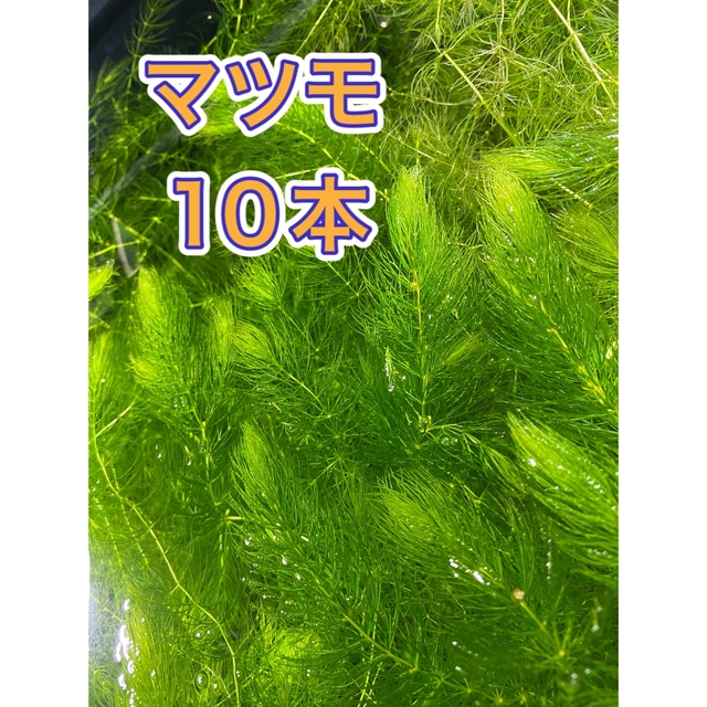 水草 マツモ 10本の通販 by aqua shop SP｜ラクマ