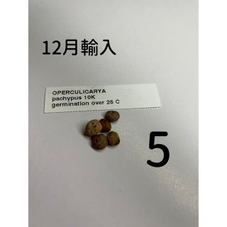 【12月入荷 5粒】オペルクリカリアパキプス 種 オペルクリカリア パキプス(その他)