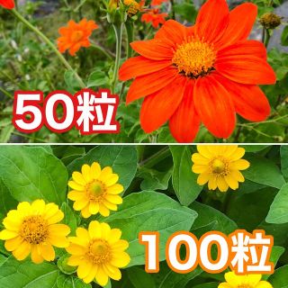 花の種　チトニア（メキシコヒマワリ）メランポジュウム（メランポジウム）(その他)